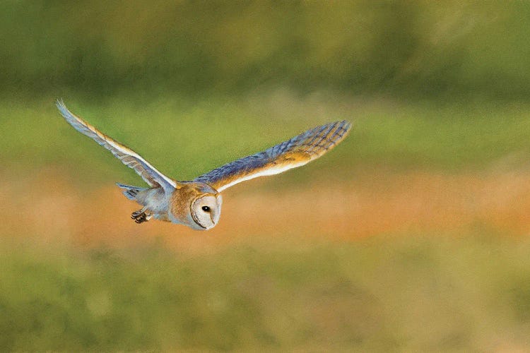 Barn Owl by Mikhail Vedernikov wall art