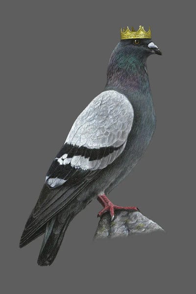Doves & Pigeons: Rock Dove by Mikhail Vedernikov