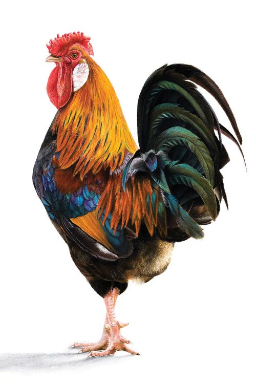 Rooster