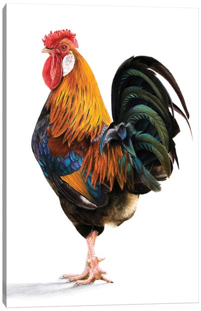 Rooster Canvas Art Print - The Art of the Feather