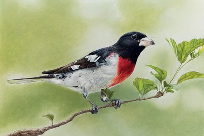 Rose-Breasted Grosbeak by Mikhail Vedernikov framed canvas print