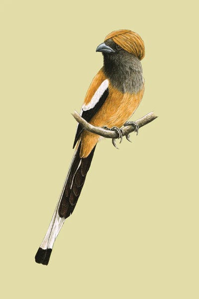 Rufous Treepie by Mikhail Vedernikov framed wall art