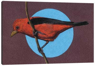 Scarlet Tanager Canvas Art Print - Mikhail Vedernikov