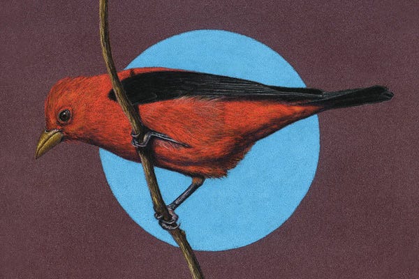 Mikhail Vedernikov: Scarlet Tanager by Mikhail Vedernikov