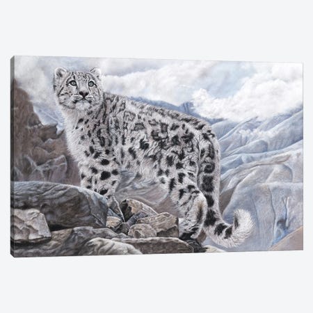 Snow Leopard Canvas Print #MIV77} by Mikhail Vedernikov Canvas Artwork