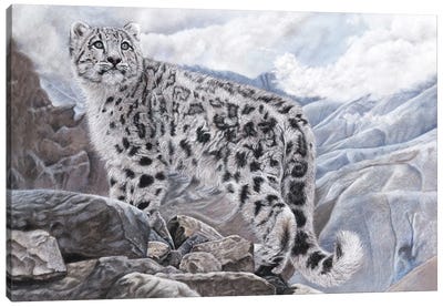 Snow Leopard Canvas Art Print - Mikhail Vedernikov