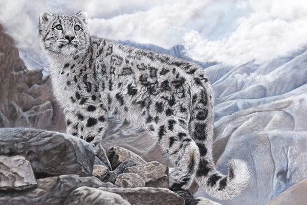 Leopards: Snow Leopard by Mikhail Vedernikov