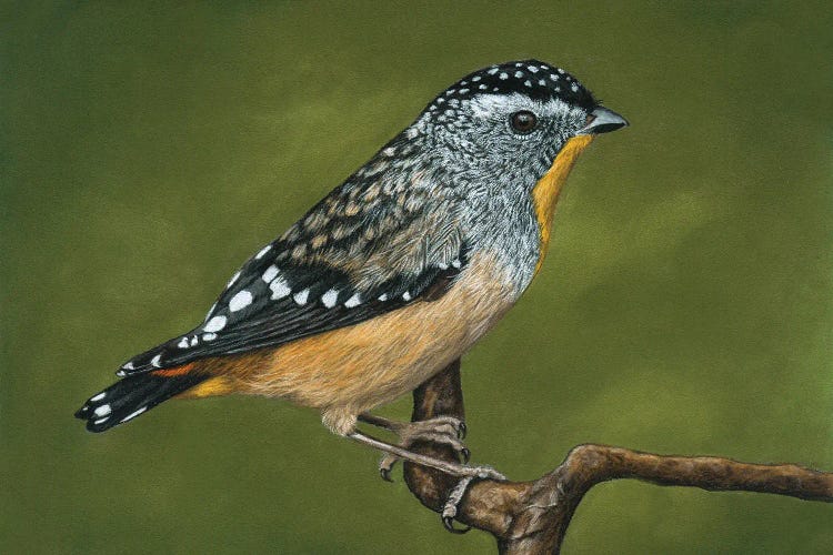 Spotted Pardalote