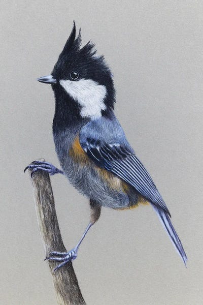 Titmice: Spot-Winged Tit by Mikhail Vedernikov