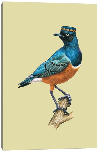 Superb Starling Canvas Art Print - The Art of the Feather