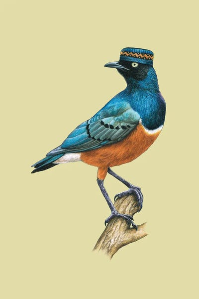 The Art Of The Feather: Superb Starling by Mikhail Vedernikov