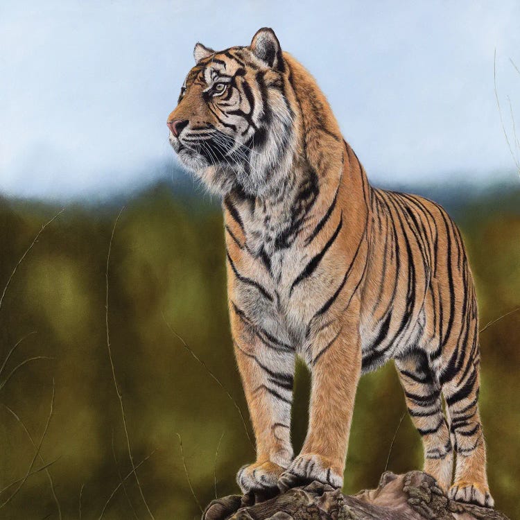 Tiger by Mikhail Vedernikov wall art