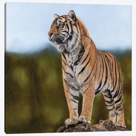 Tiger Canvas Print #MIV82} by Mikhail Vedernikov Canvas Art