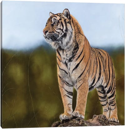 Tiger Canvas Art Print - Mikhail Vedernikov