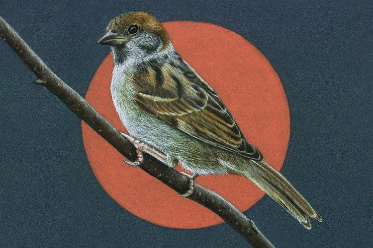 Tree Sparrow