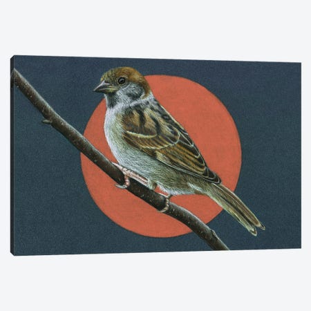 Tree Sparrow Canvas Print #MIV83} by Mikhail Vedernikov Canvas Wall Art