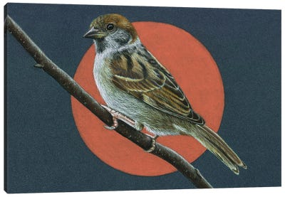 Tree Sparrow Canvas Art Print - Mikhail Vedernikov