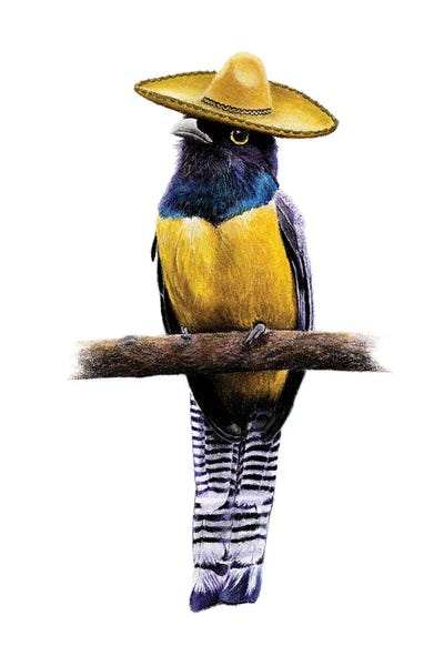 Violaceous Trogon by Mikhail Vedernikov framed wall art