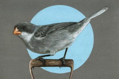 White-Bellied Seedeater by Mikhail Vedernikov framed wall art