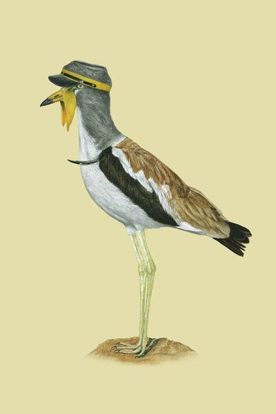 White-Crowned Lapwing by Mikhail Vedernikov framed wall art