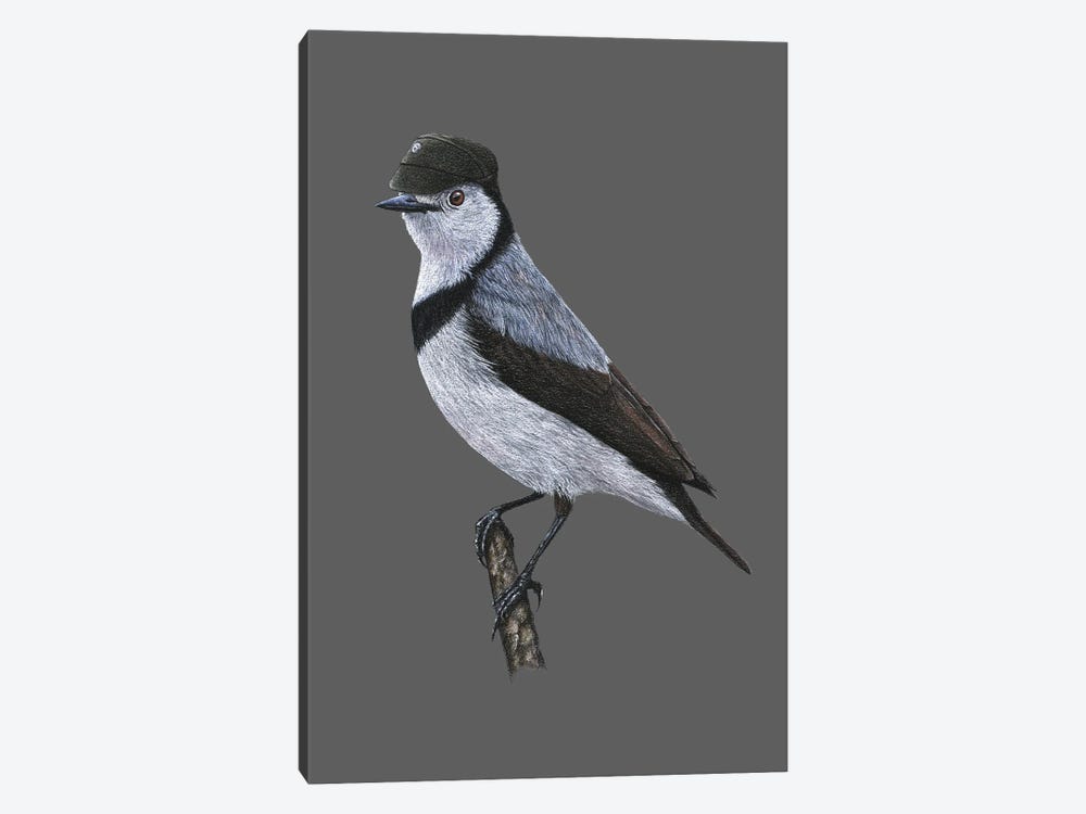 White-Fronted Chat by Mikhail Vedernikov 1-piece Art Print