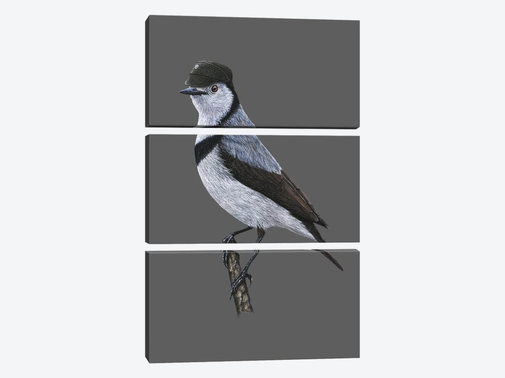 White-Fronted Chat by Mikhail Vedernikov 3-piece Art Print