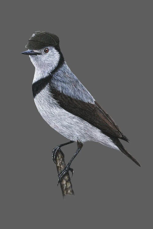 White-Fronted Chat by Mikhail Vedernikov wall art