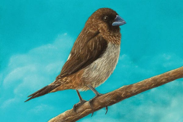 Mikhail Vedernikov: White-Rumped Munia by Mikhail Vedernikov