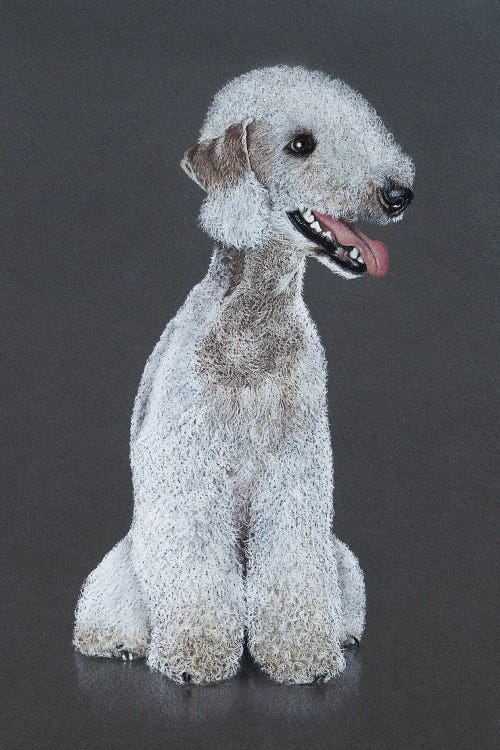 Bedlington Terrier