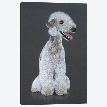 Bedlington Terrier Canvas Print #MIV8} by Mikhail Vedernikov Canvas Art