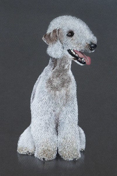 Bedlington Terriers: Bedlington Terrier by Mikhail Vedernikov