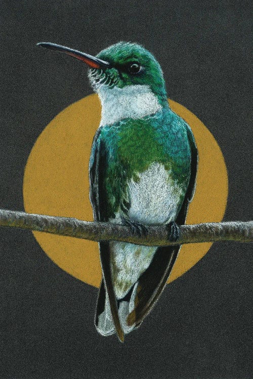 White-Throated Hummingbird