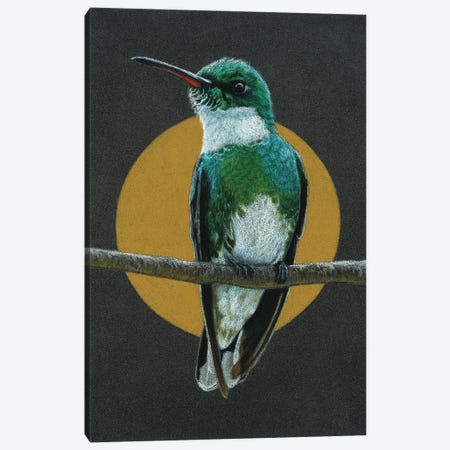 White-Throated Hummingbird Canvas Print #MIV90} by Mikhail Vedernikov Canvas Art Print