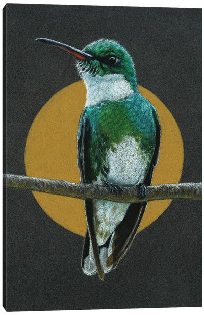 White-Throated Hummingbird Canvas Art Print - The Art of the Feather