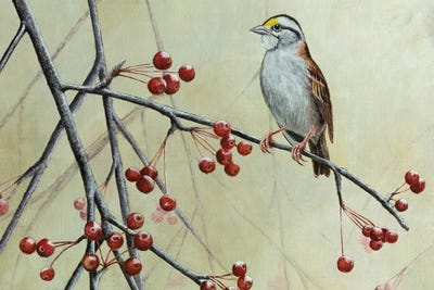 White Throated Sparrow Canvas Art By Mikhail Vedernikov ICanvas   MIV91