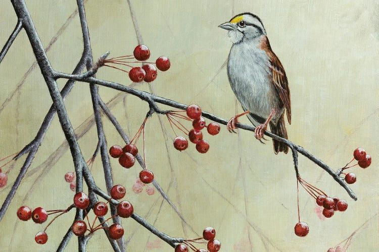 White-Throated Sparrow