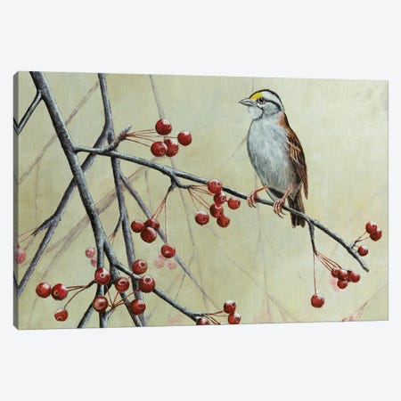 White-Throated Sparrow Canvas Print #MIV91} by Mikhail Vedernikov Canvas Art Print