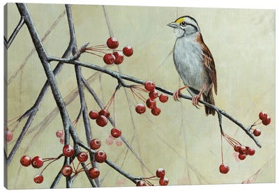 White-Throated Sparrow Canvas Art Print - Mikhail Vedernikov