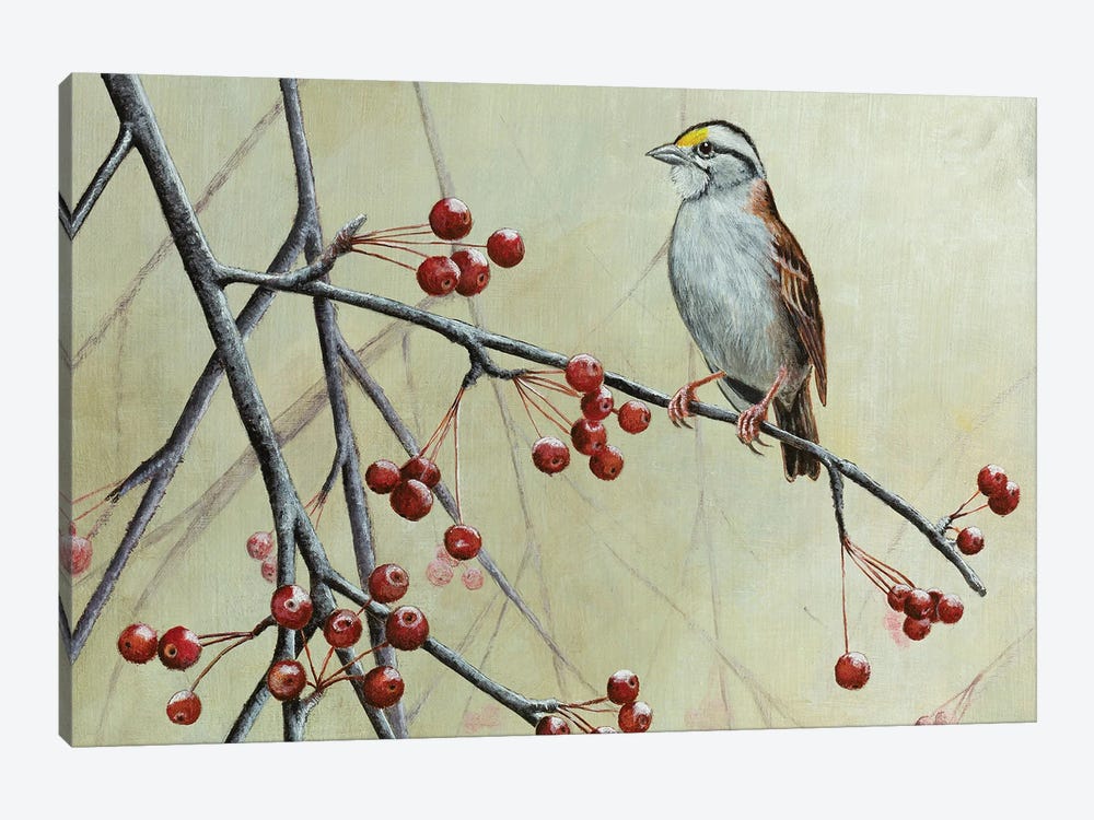 White-Throated Sparrow by Mikhail Vedernikov 1-piece Canvas Art Print