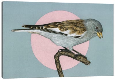 White-Winged Snowfinch Canvas Art Print - Sparrow Art
