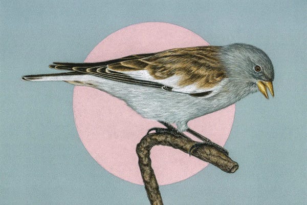 Mikhail Vedernikov: White-Winged Snowfinch by Mikhail Vedernikov