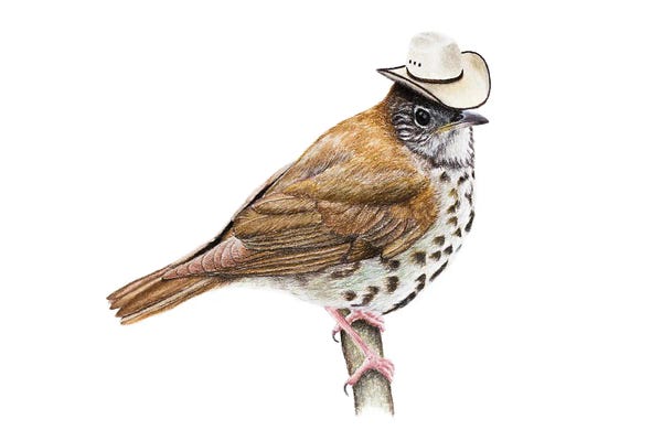 Thrushes