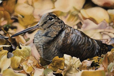 Woodcock by Mikhail Vedernikov framed wall art