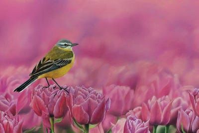 Yellow Wagtail by Mikhail Vedernikov framed wall art
