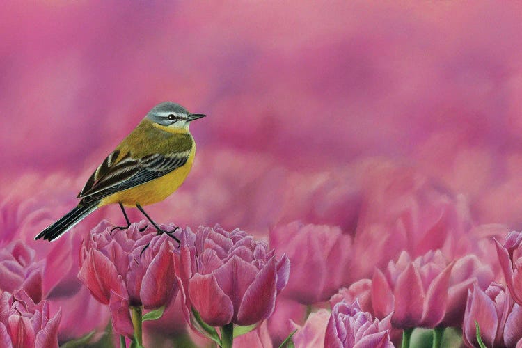 Yellow Wagtail by Mikhail Vedernikov wall art