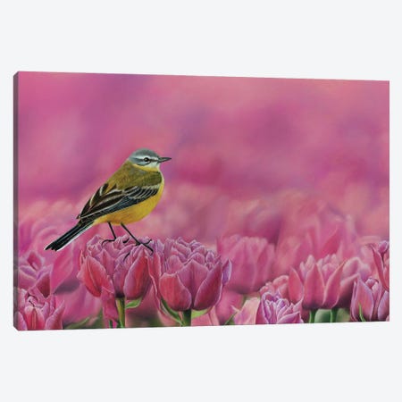 Yellow Wagtail Canvas Print #MIV97} by Mikhail Vedernikov Canvas Wall Art