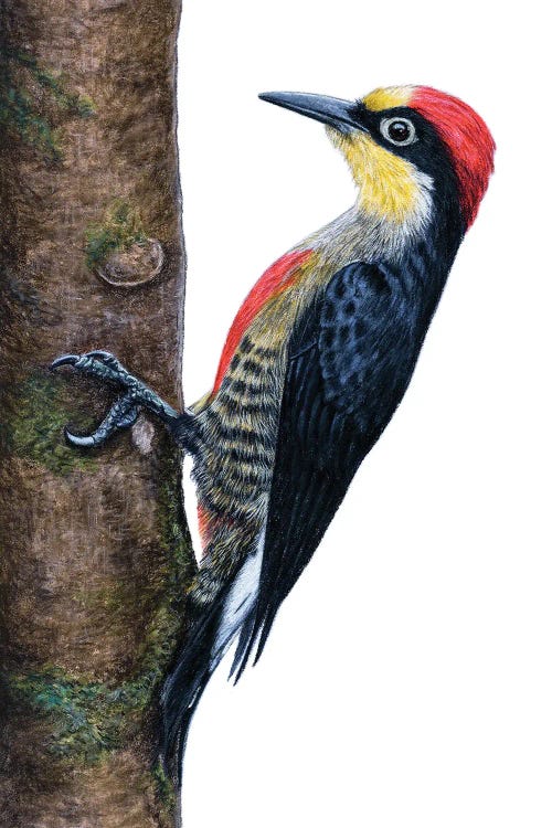 Yellow-Fronted Woodpecker by Mikhail Vedernikov wall art