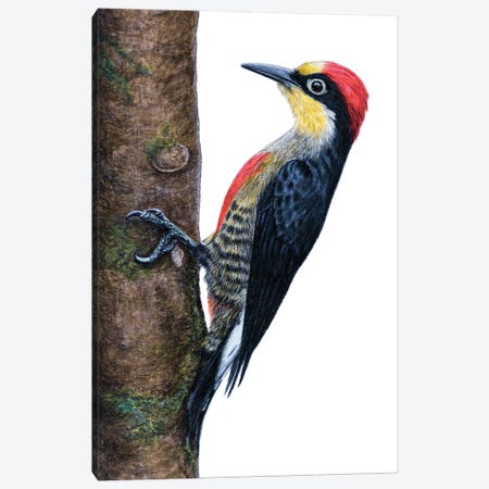 Yellow-Fronted Woodpecker Canvas Print #MIV98} by Mikhail Vedernikov Art Print
