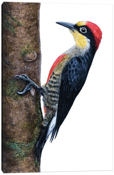 Yellow-Fronted Woodpecker Canvas Art Print - Woodpecker Art