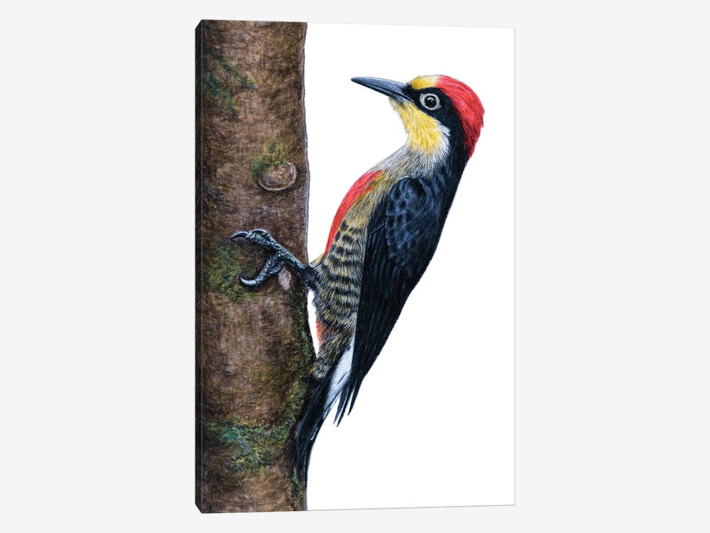 Yellow-Fronted Woodpecker by Mikhail Vedernikov 1-piece Canvas Art